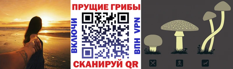 купить   Бирюсинск  Псилоцибиновые грибы прущие грибы 